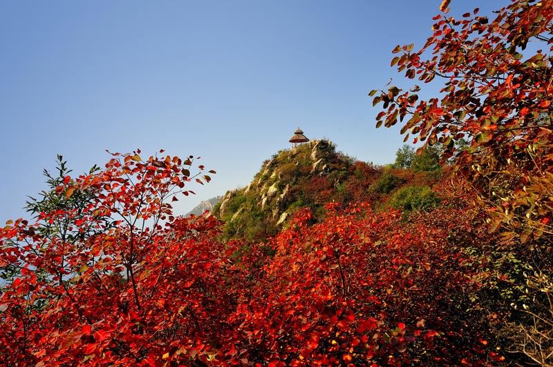 red autumnal leaves